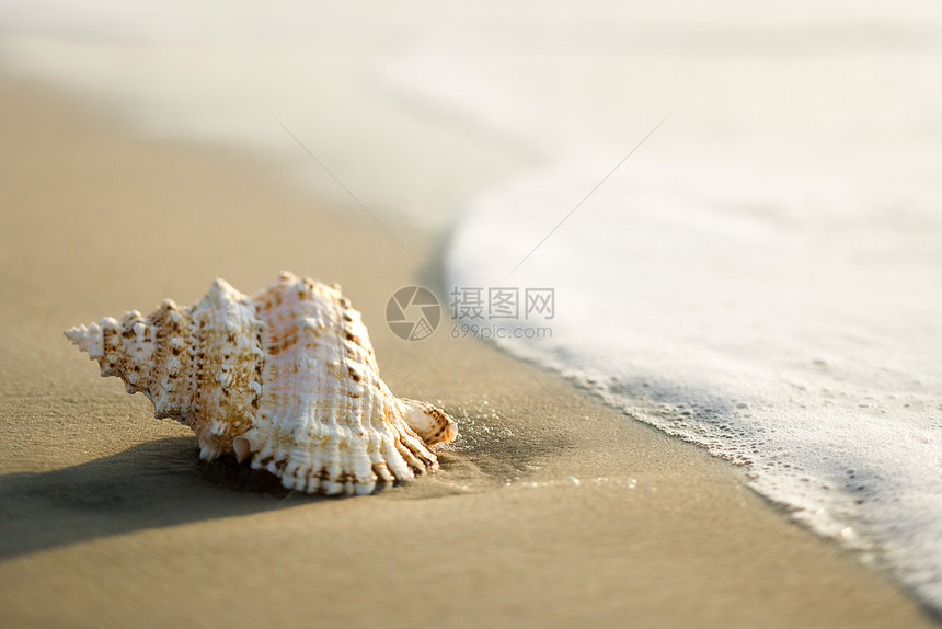 沙滩上的贝壳海岸支撑假期照片选择性旅行海浪焦点水平海滩图片