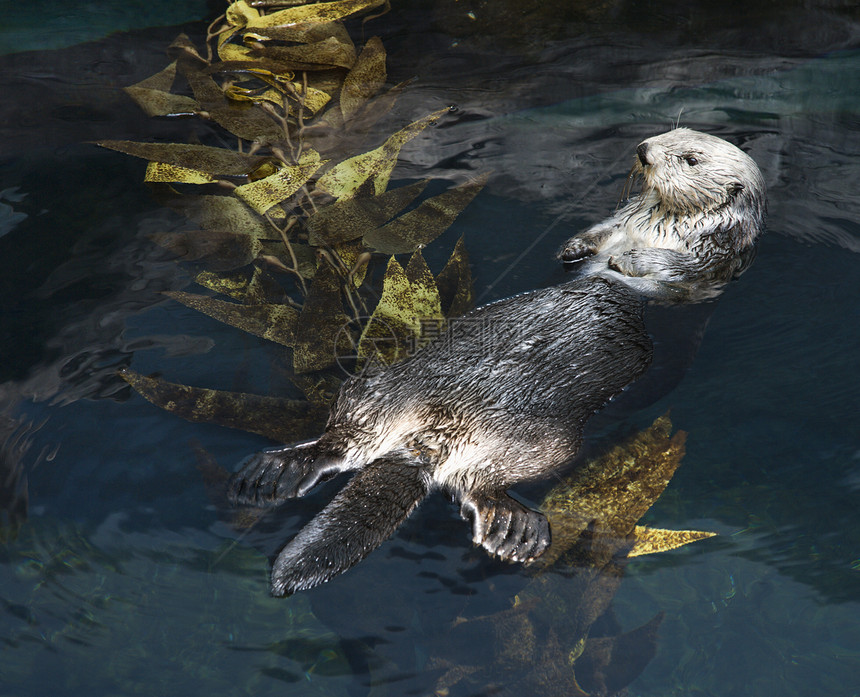 在水族馆里游泳图片