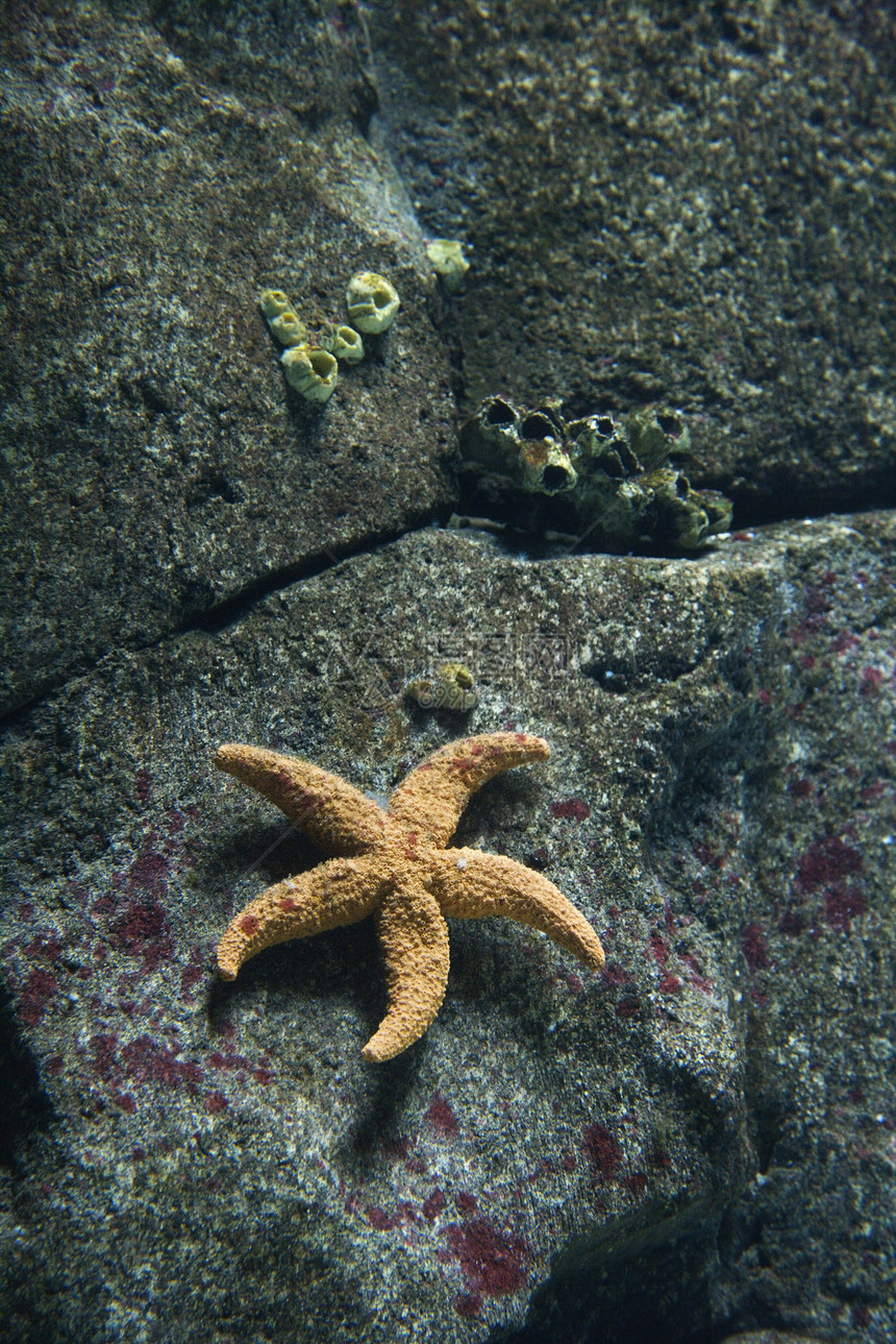 水下海星小行星海洋生物藤壶照片动物海洋图片