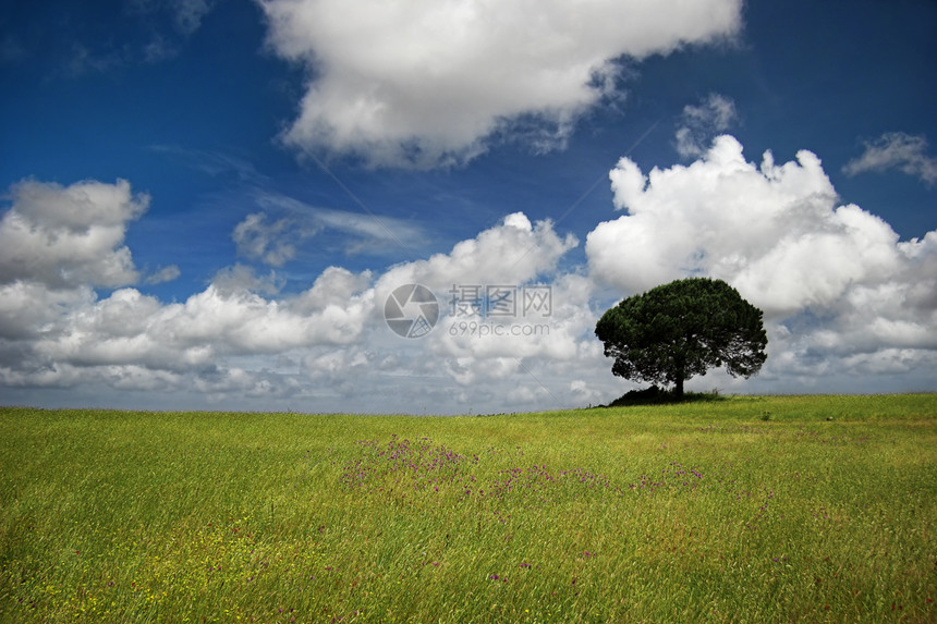 幸福树麦田国家风景植物群环境土地生长孤独公园收成图片
