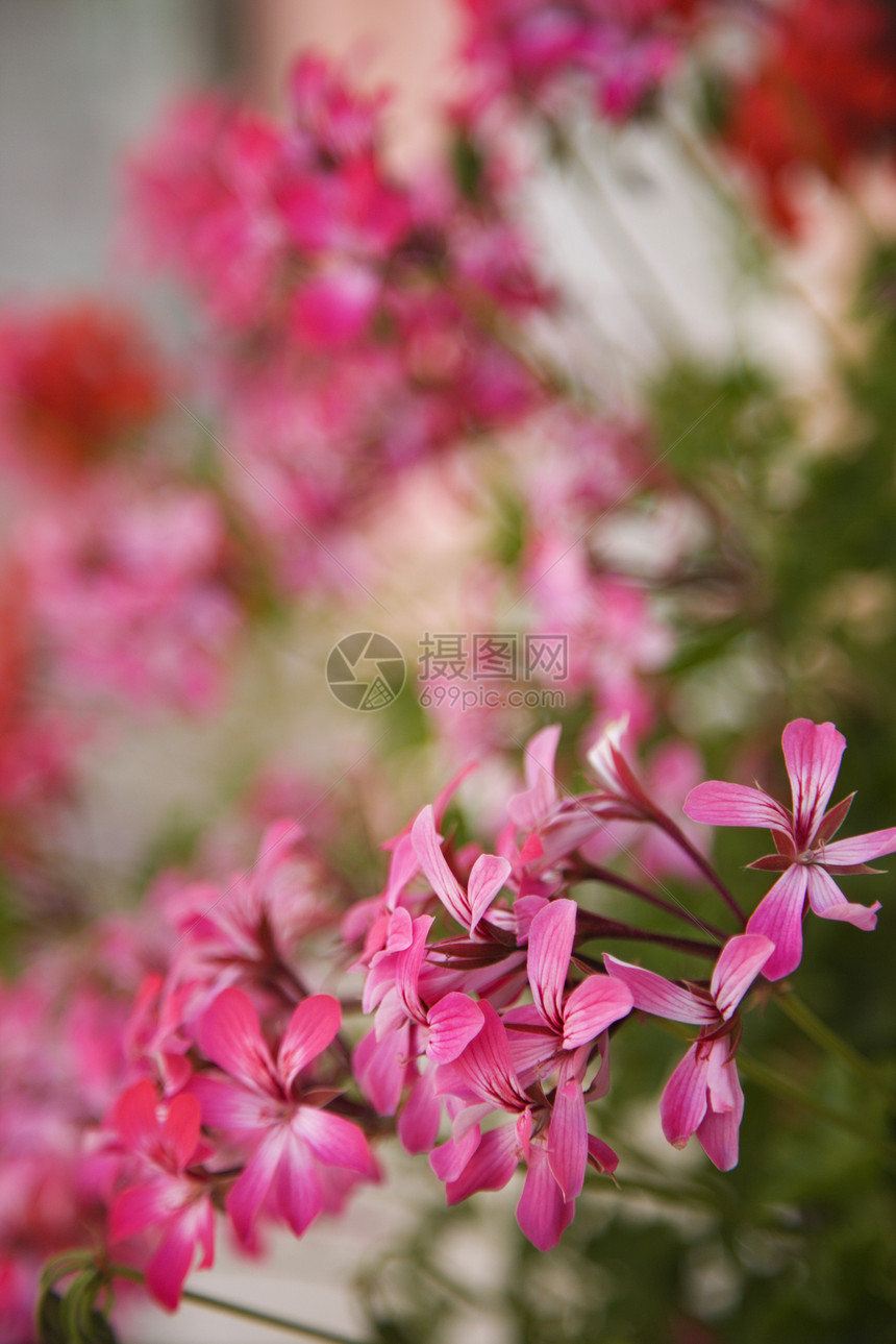 粉红色的花朵假期粉色植物照片焦点旅行选择性图片