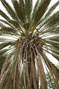 特写棕榈树照片棕榈热带树叶背景图片