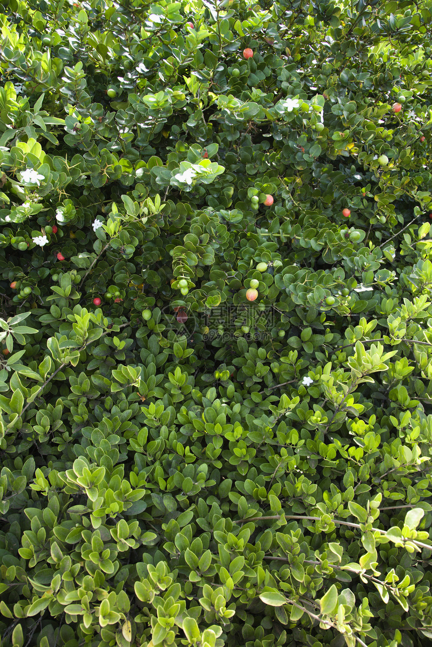 绿红茉莉花灌木图片