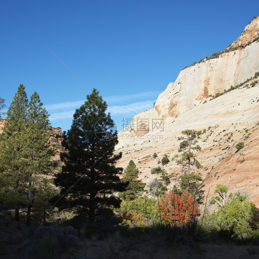 犹他州锡安国家公园正方形旅游旅行假期环境荒野风景沙漠松树照片图片