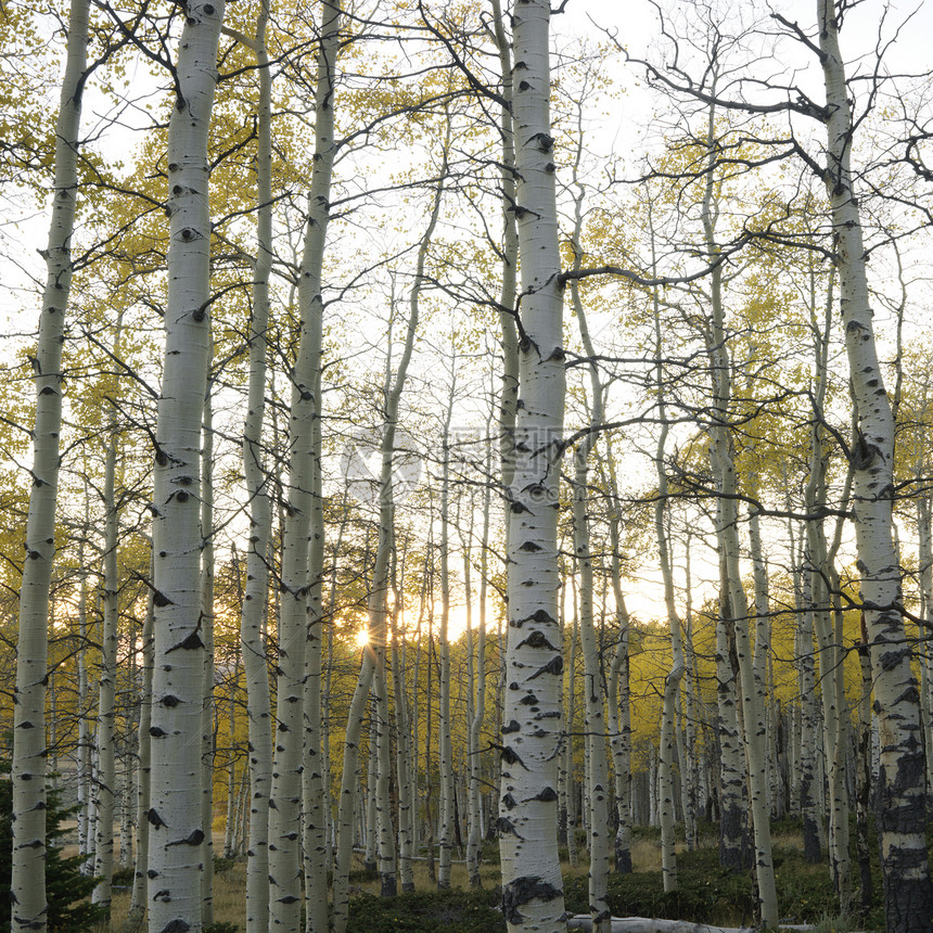 秋色的阿斯彭树照片颜色季节风景正方形白杨树树木图片