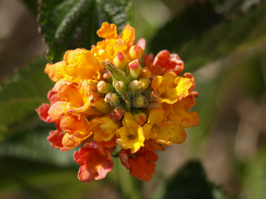 亚南花花橙子雌蕊黄色花朵花瓣季节植物群雄蕊植物学图片