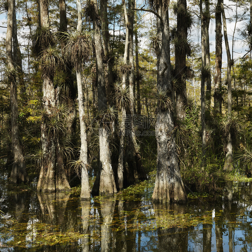 威特兰 佛罗里达州埃弗格拉德斯湿地风景植物植物群沼泽树木竹芋照片假期装置图片