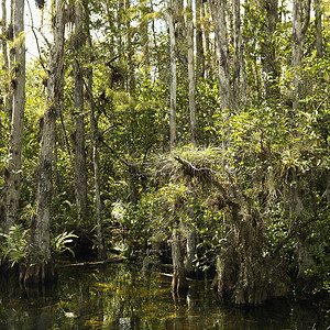 莱兰柏树威特兰 佛罗里达州埃弗格拉德斯竹芋沼泽植物群湿地旅行柏树装置沼泽地风景假期背景