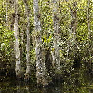 西印度簇绒飞机场自然大沼泽地国家公园高清图片