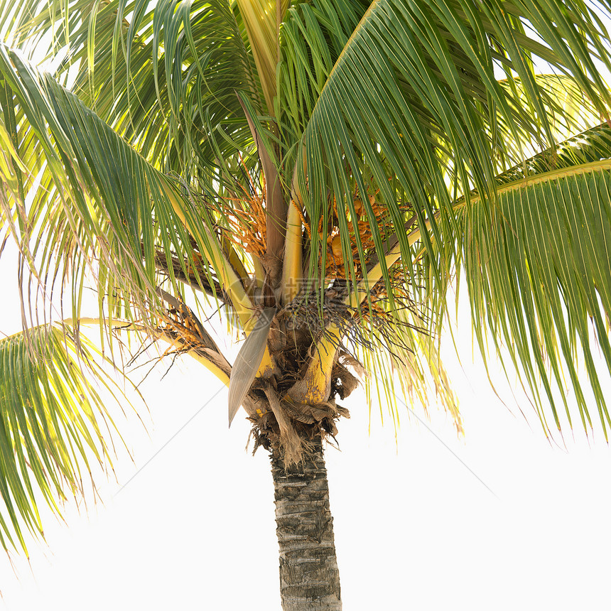 棕榈树棕榈热带正方形照片植物图片