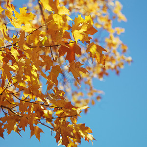 瀑布色的梅树叶子正方形照片树木树叶颜色枫树背景图片