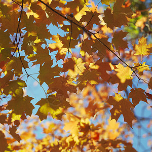 瀑布色的梅树照片正方形颜色树木叶子枫树树叶背景图片