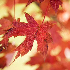 红秋叶照片红色叶子背景图片