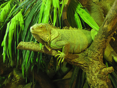 蜥蜴爬虫野生动物情调动物园冷血动物异国宠物生活荒野高清图片