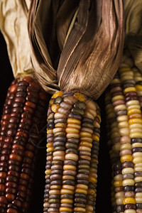 多色印度玉米生产蔬菜棒子农业静物照片对象营养彩色食物背景图片