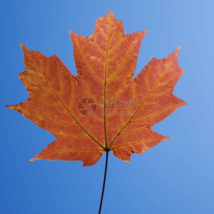 红梅叶植物学自然界树木颜色叶子对象树叶红色照片图片