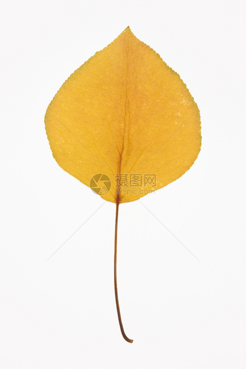 布拉德福德皮尔叶黄色静物对象树木植物学自然界叶子树叶照片豆梨图片