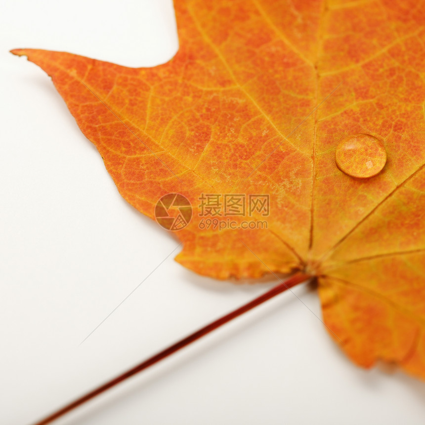 白色的绿叶雨滴自然界静脉橙子对象串珠树木植物学照片树叶图片