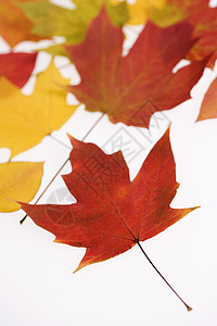 以瀑布色为颜色的叶子照片自然界树木静物植物学树叶背景图片