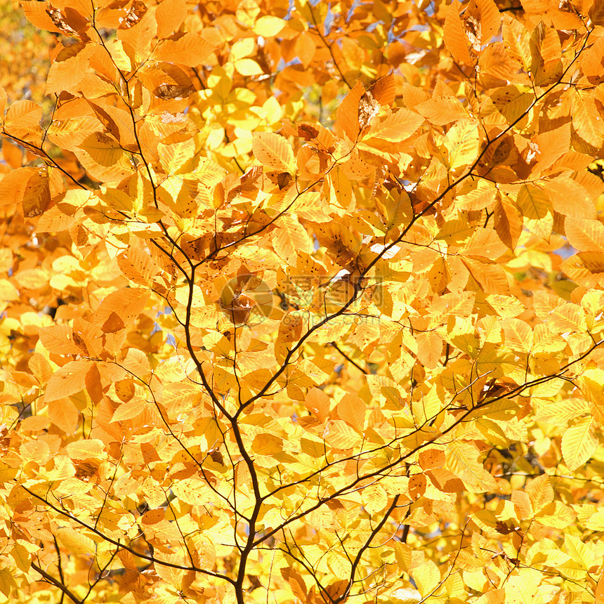 黄瀑布树叶图片