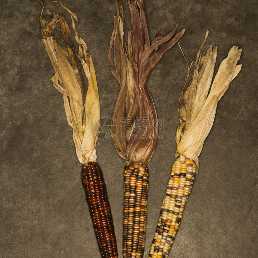 多色印度玉米农业对象彩色棒子生产静物食物营养照片蔬菜图片