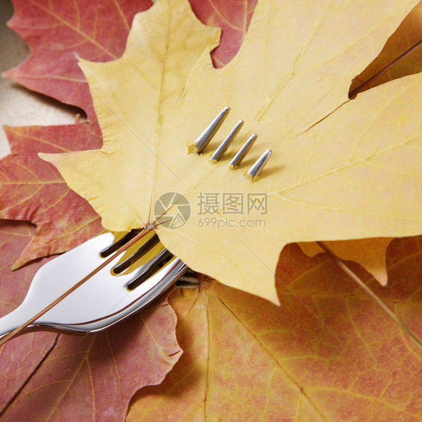 叉子上的橄榄叶服务冲孔叶子静物照片枫叶树叶概念穿透长矛图片