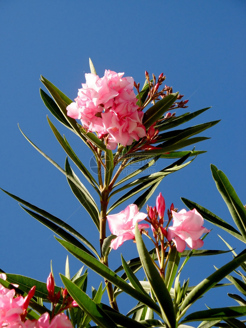 玫瑰劳蕾尔海岸桂冠神经蓝色中毒天空盆地粉色植物图片