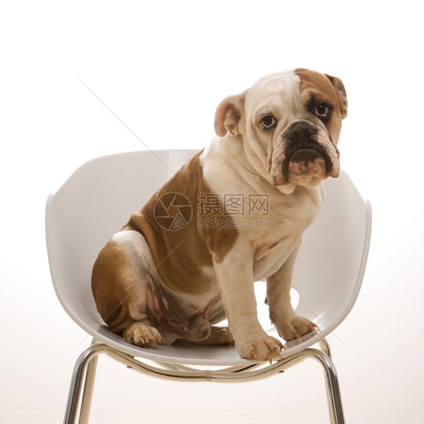 英国斗牛犬肖像斗牛犬正方形白色椅子家畜照片眼神动物犬类棕色图片