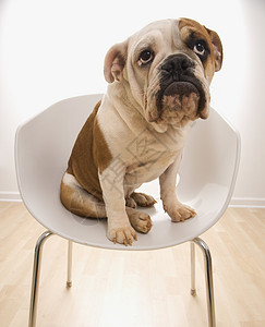英国斗牛犬坐在椅子上犬类斗牛犬棕色白色正方形动物照片短发家畜背景图片
