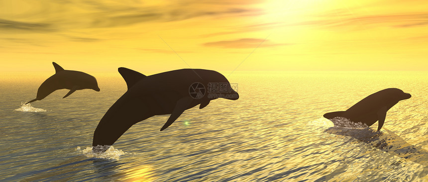 海豚日出游泳友谊脚蹼海洋跳跃游戏日落太阳图片