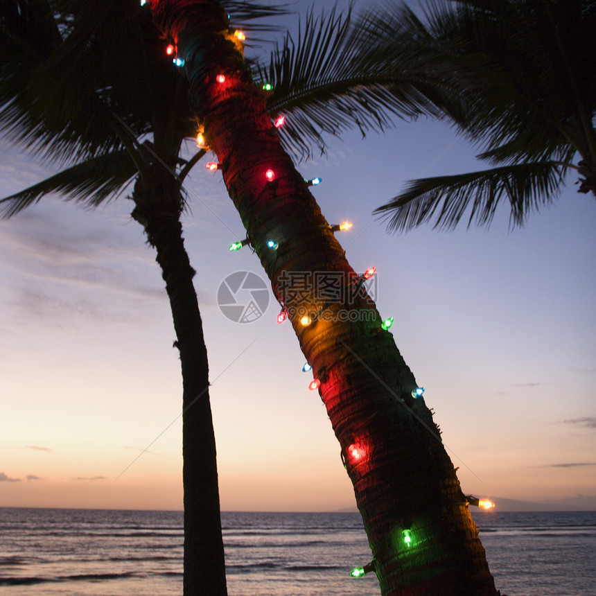 棕榈树上有彩色灯光图片