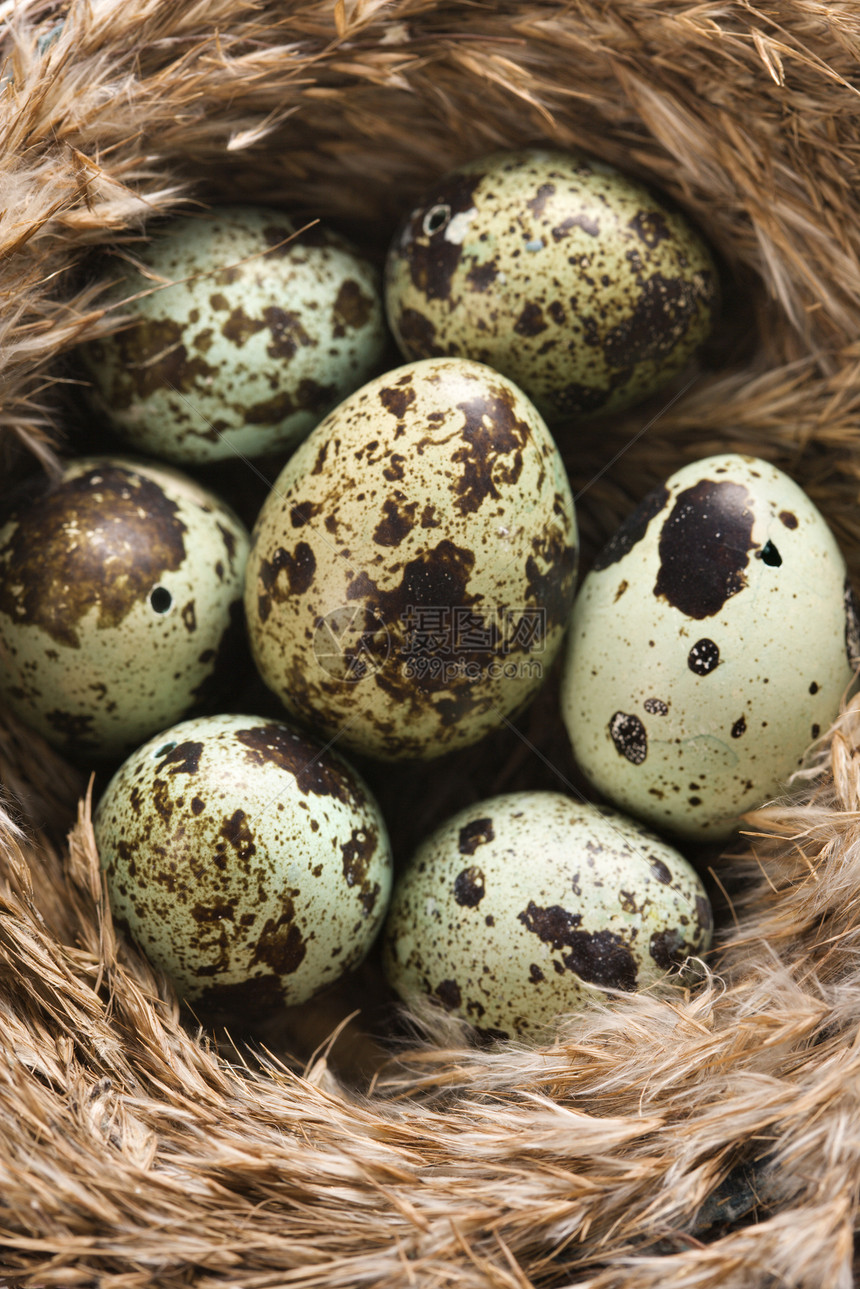 鸡蛋在巢里不育症食物储备金生育力斑点安全动物退休鸟蛋家庭图片