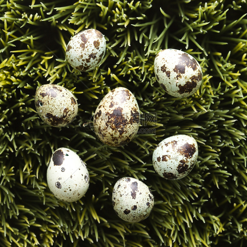 鸡蛋在草地上斑点离合器生长动物静物计划家庭不育症正方形鸟蛋图片