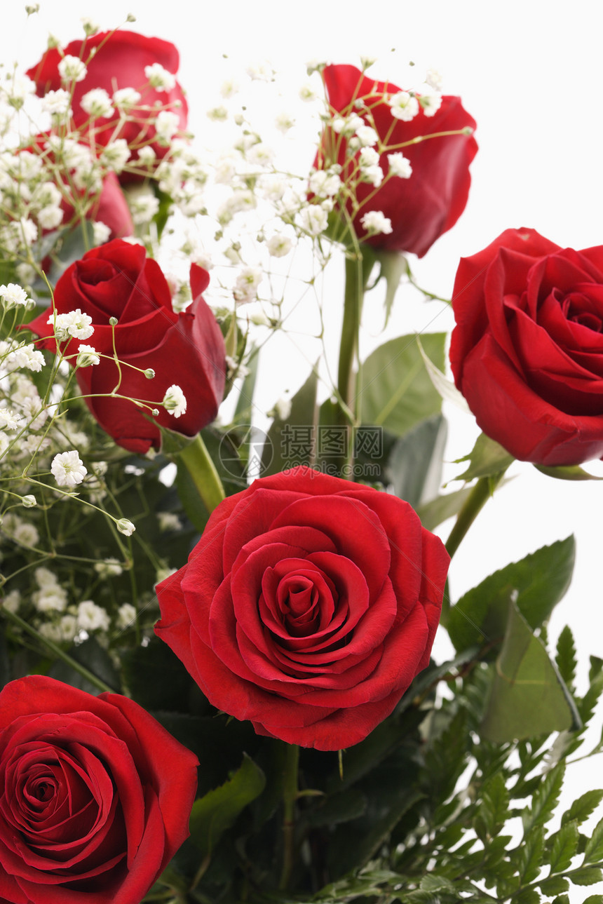一束红玫瑰花瓣花束静物红色香味玫瑰图片