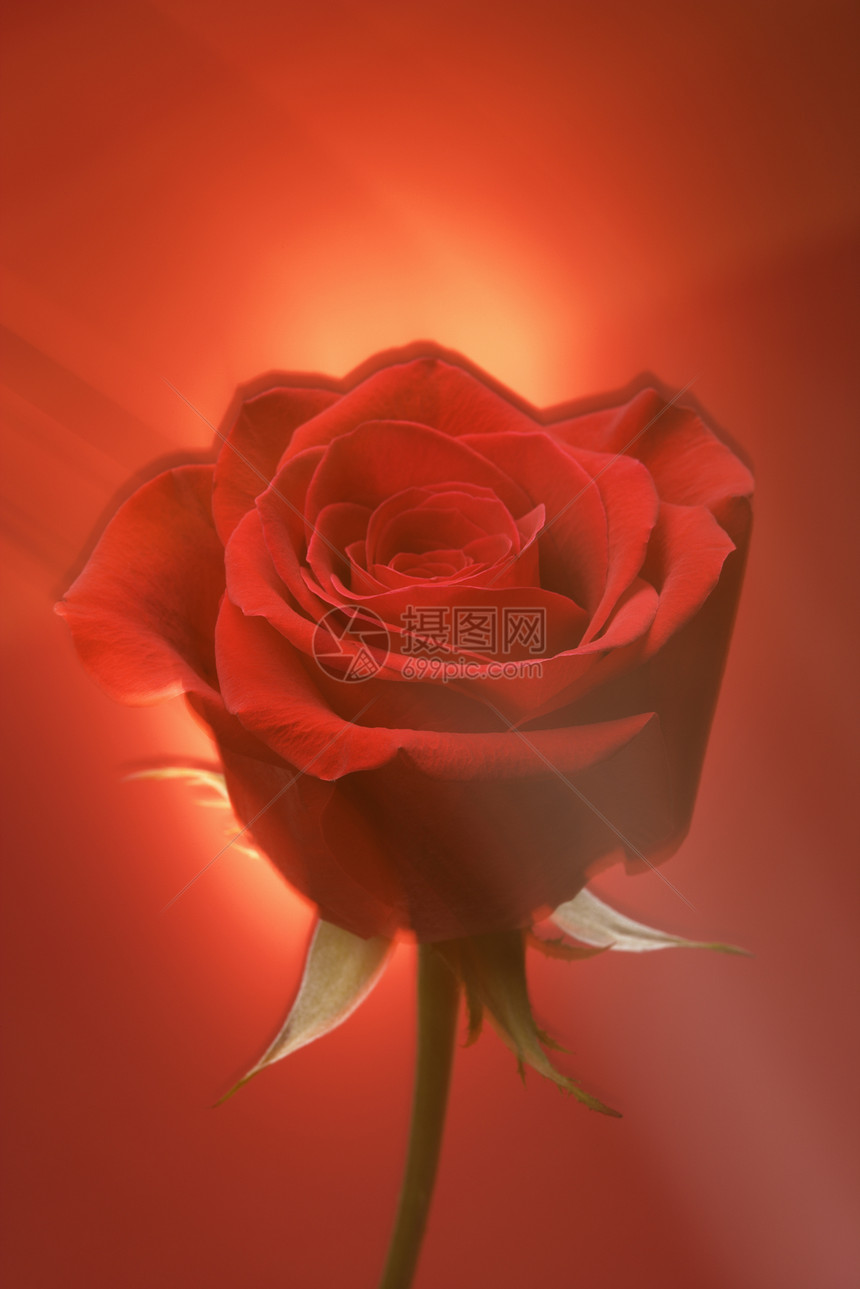 红玫瑰红色静物对象柔焦花瓣香味背光玫瑰图片
