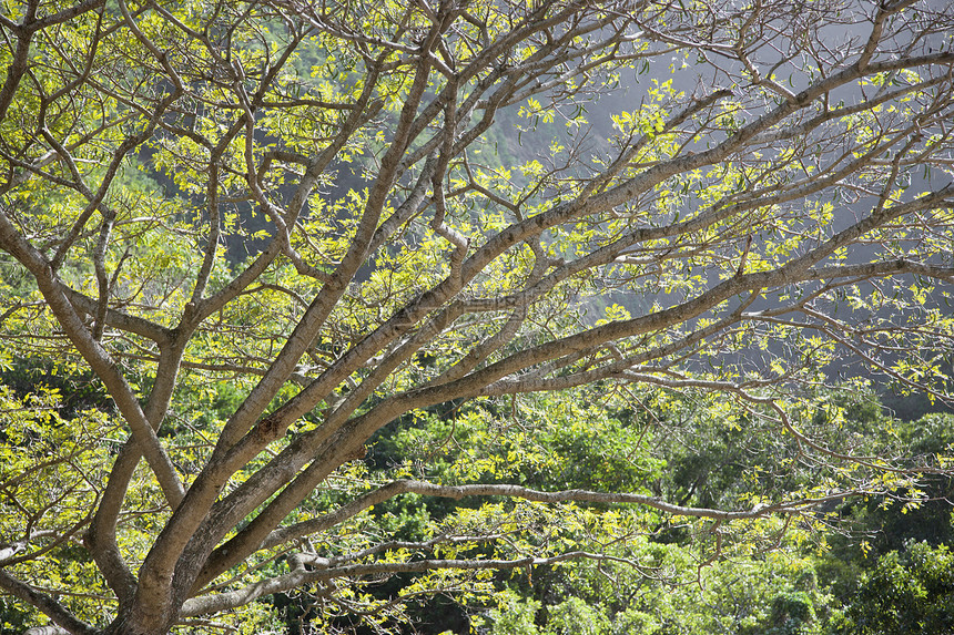 树枝山脉分支机构树叶公园水平图片