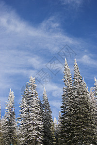 雪覆盖了松树树木天空环境高清图片