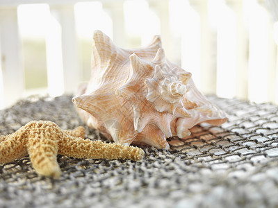 贝壳水平海星风格装饰静物背景图片
