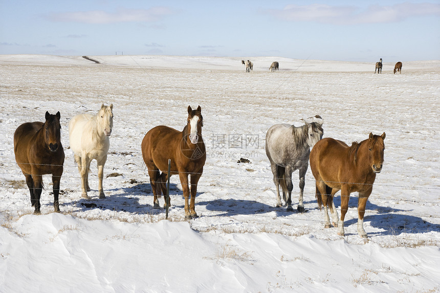 马在雪中动物围栏水平栅栏小组乡村牧场照片图片