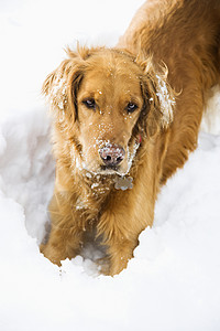 雪中的狗外套宠物动物假期照片猎犬犬类哺乳动物家畜娱乐背景图片