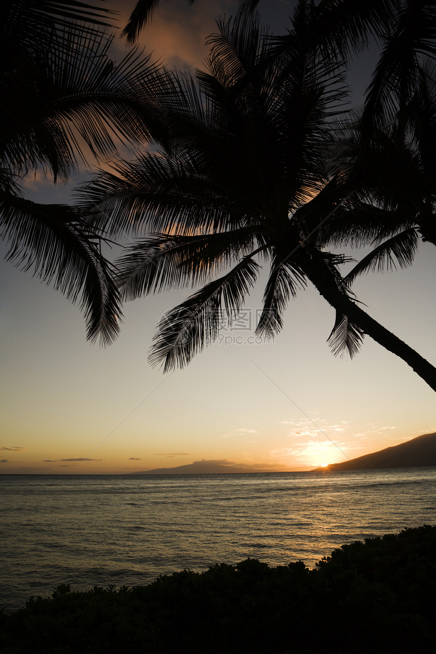 日落时棕榈树假期旅行树木海洋热带棕榈照片图片