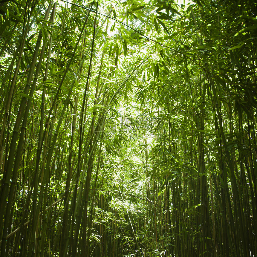 竹林热带生长竹子森林绿色照片图片