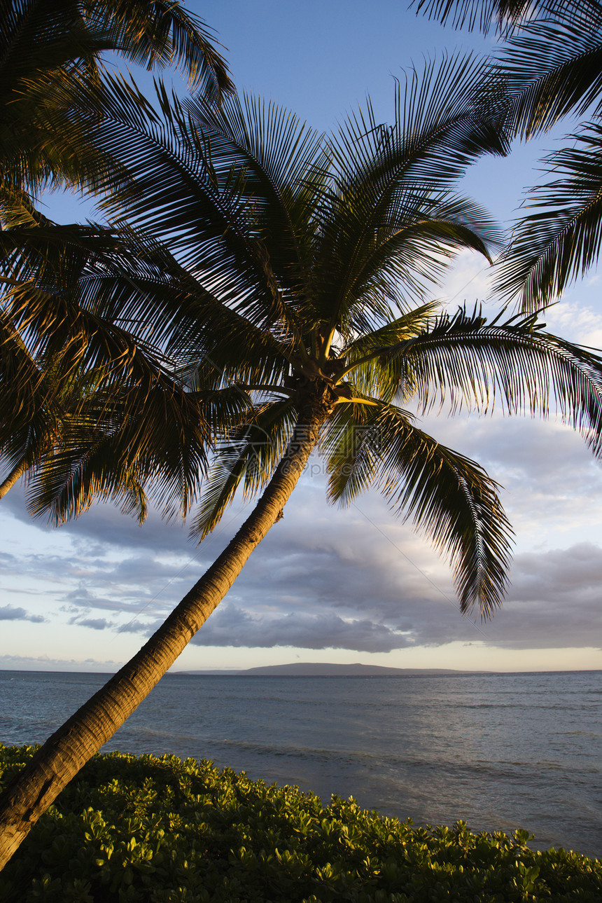 海边的棕榈树海滩照片海洋旅行热带旅游假期海岸棕榈沿海图片