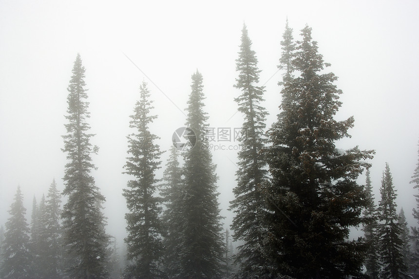 雾中的松树针叶树水平针叶风景照片森林山松图片