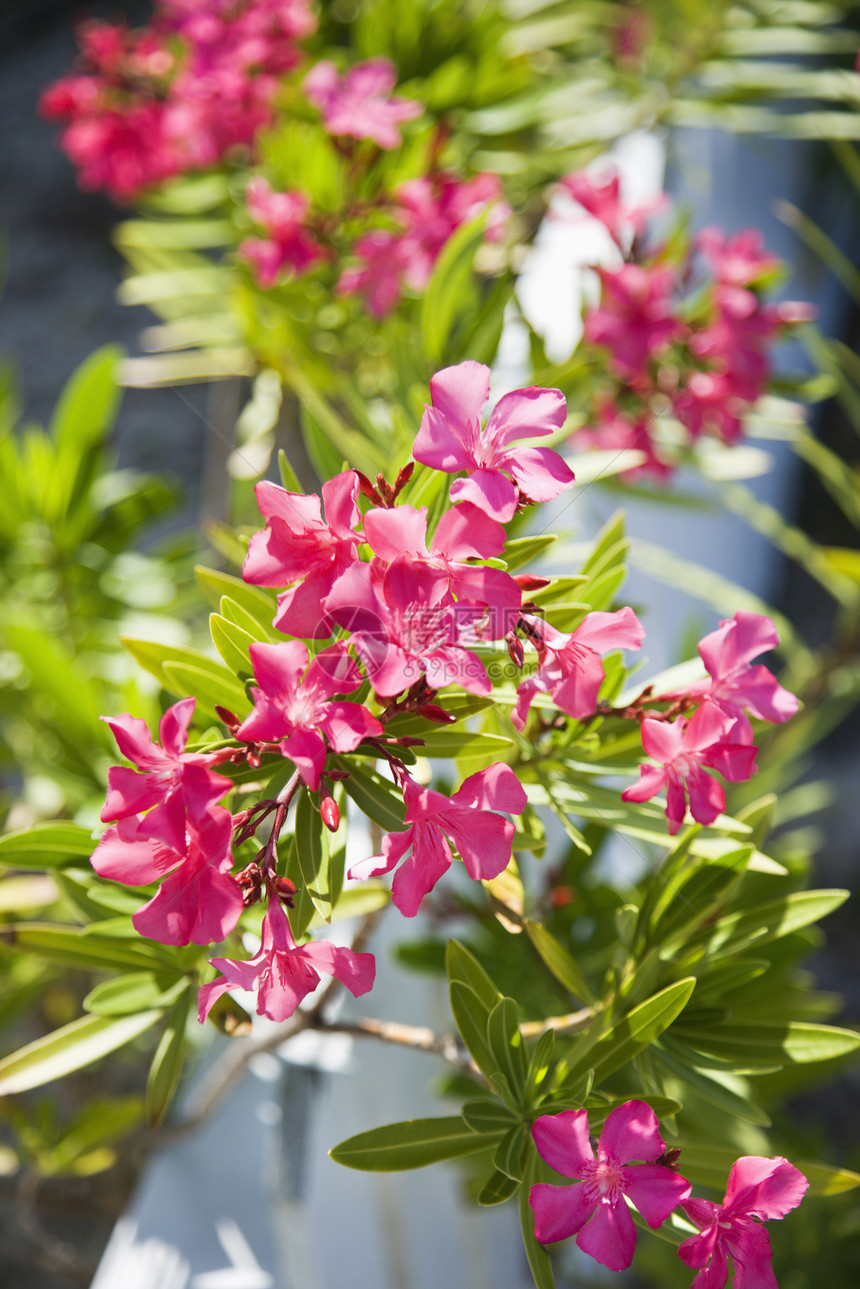 花岗植物绿化照片栅栏园林园艺花园粉红色夹竹桃图片