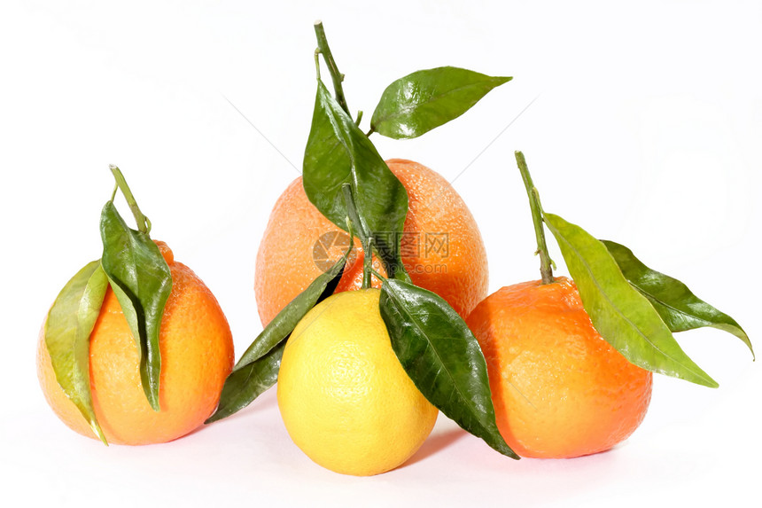 柑橘水果收藏柠檬食物树叶美食叶子橙子图片