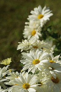 鲜有白焦米的花粉成分背景图片