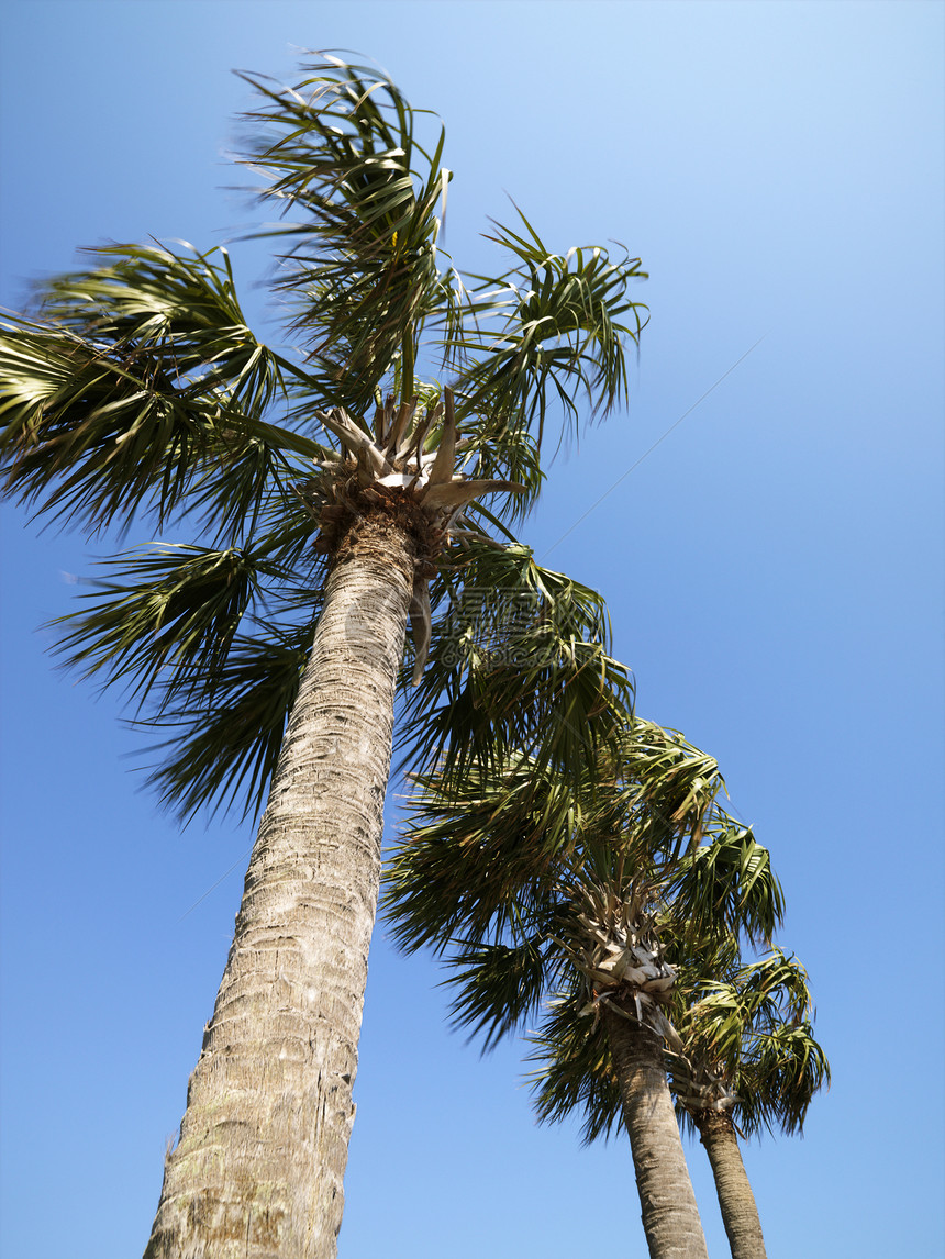 棕榈树棕榈视角低角度树木蠕虫假期自然界旅游照片旅行图片