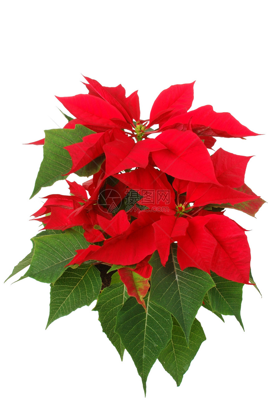 波因塞塔语Name季节性红色焰叶植物绿色星星图片