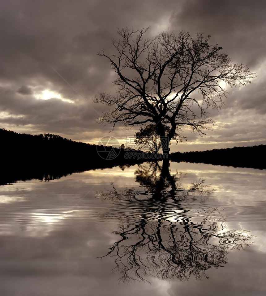 树天空农村镜子季节天堂生长自由孤独木头洪水图片